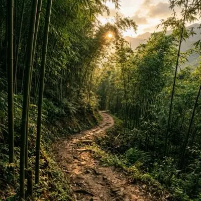 Lối mòn đất uốn lượn xuyên rừng tre trúc